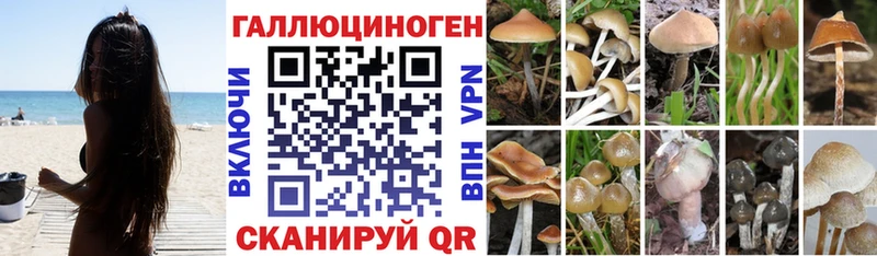 Галлюциногенные грибы прущие грибы  Купить закладки  Черноголовка 